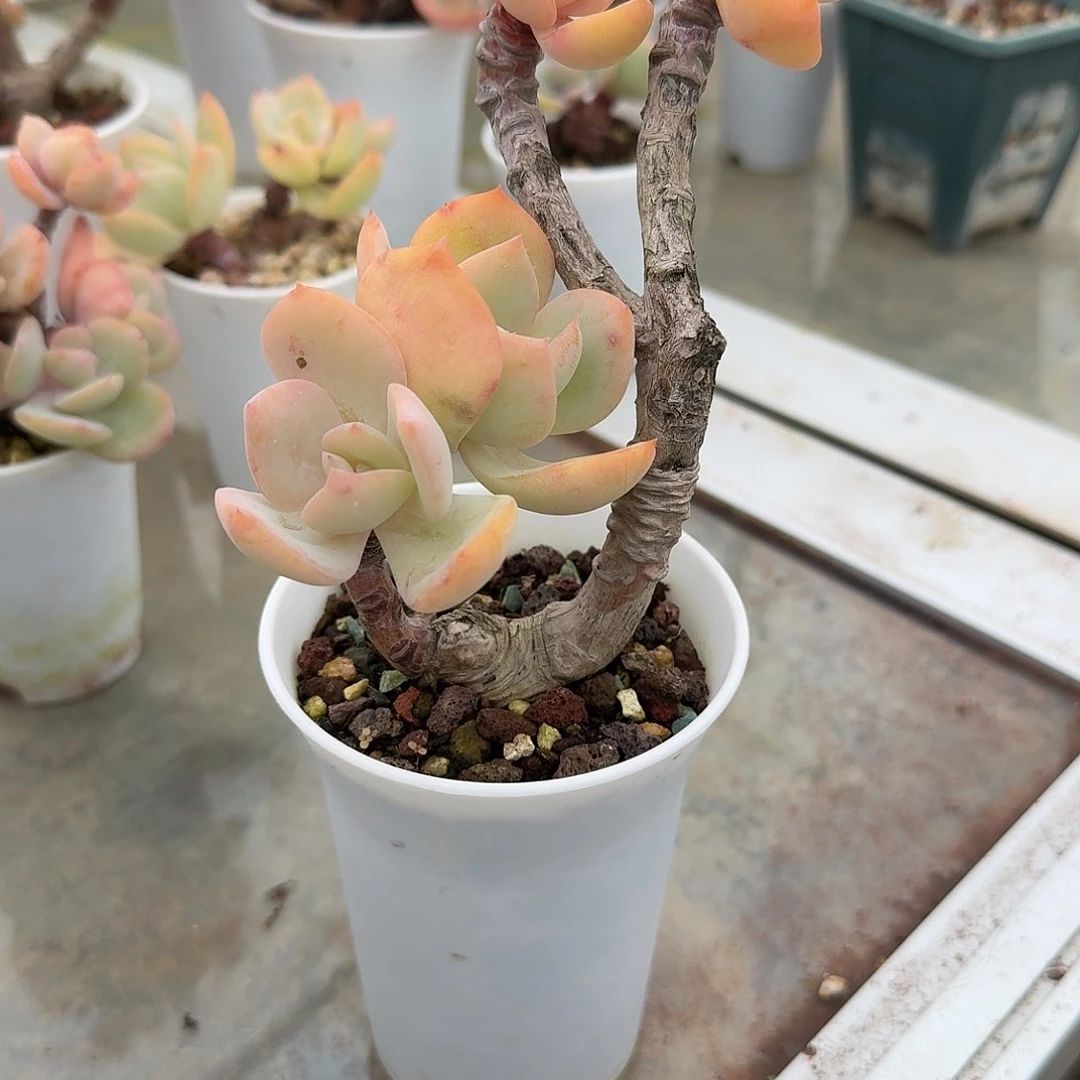 常***～白凤多肉植物一颗