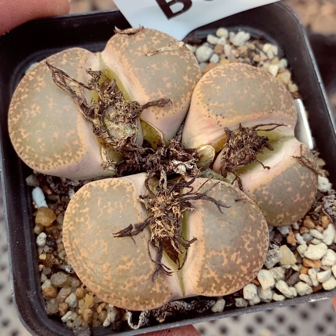 我我的小哥哥小姐姐们622