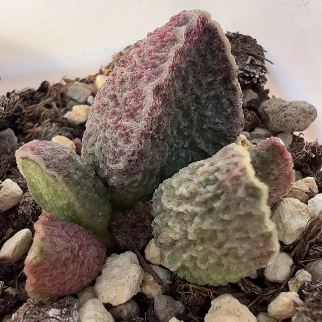 实生新品大苗多肉植物水泡