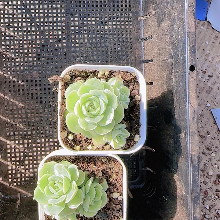 花时光。            58