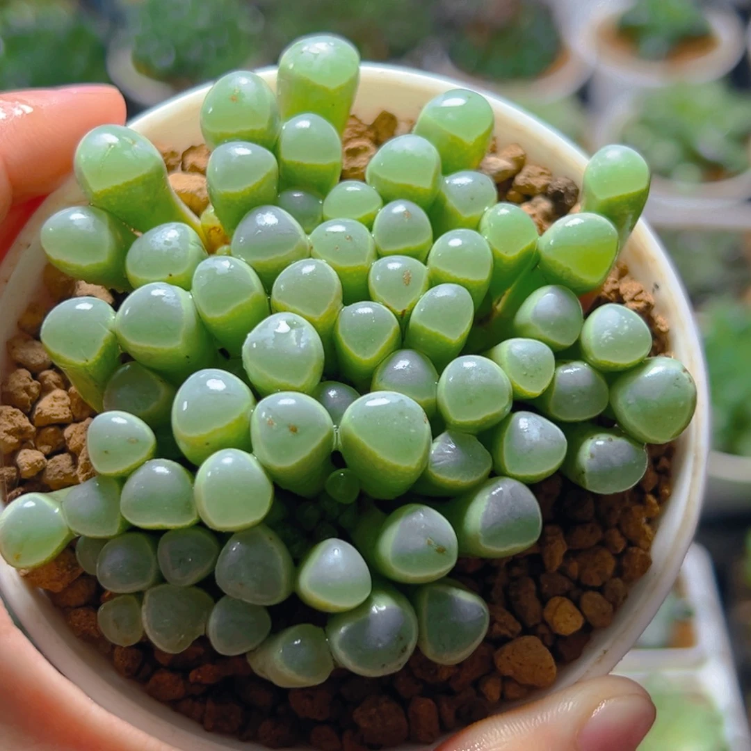 五十玲玉玉露多肉多肉