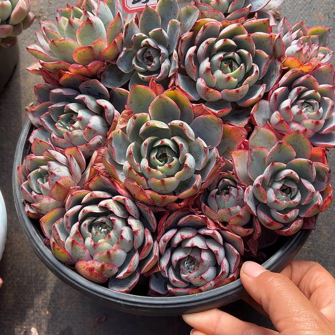 257号赫拉，一物一拍