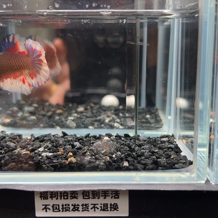 斗鱼一单包邮13日83