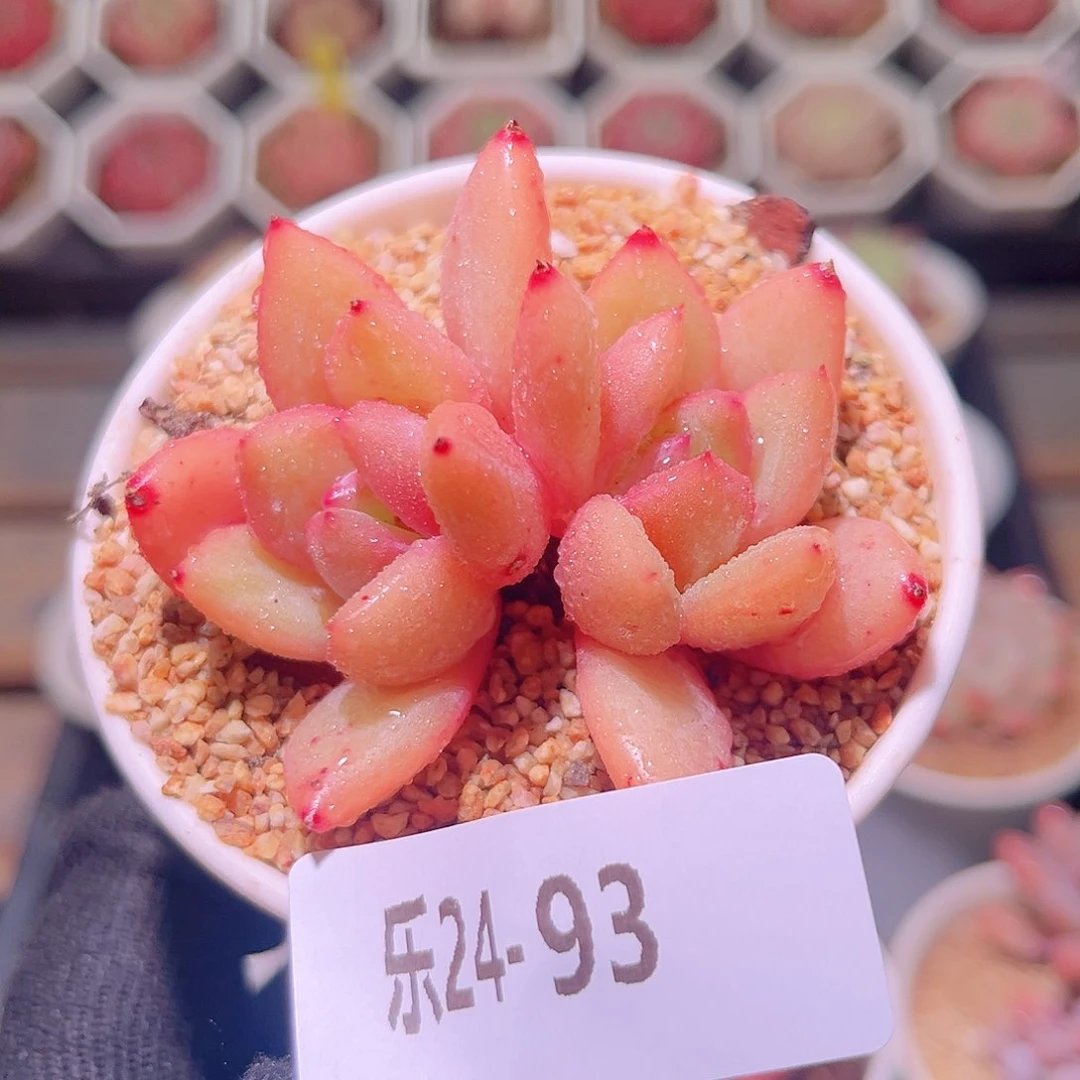 乐然24-93 香槟双头