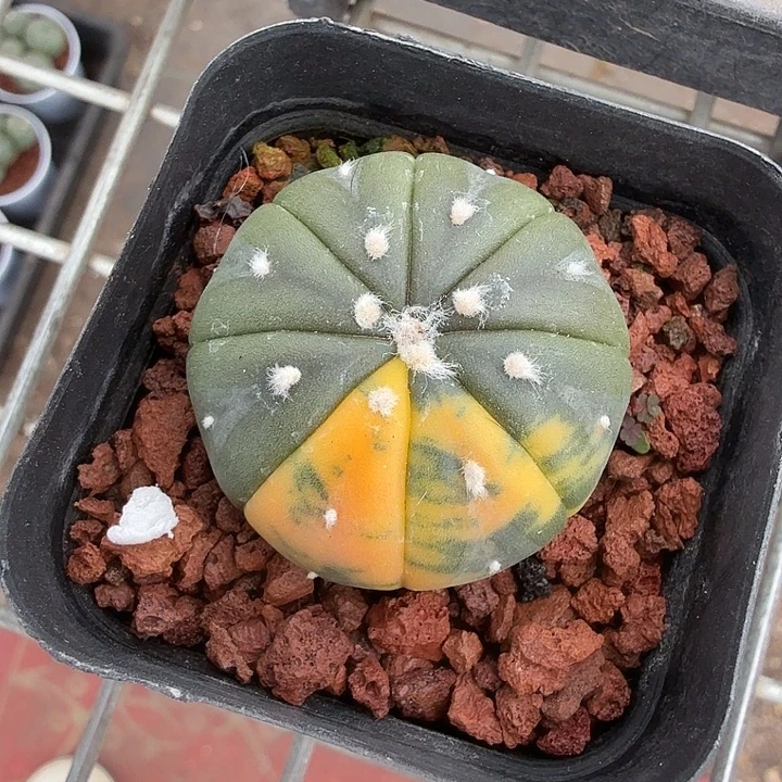 实生兜锦单头3仙人球