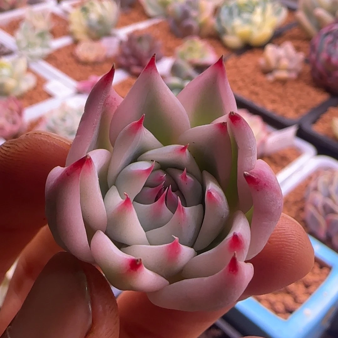吉娃娃锦 多肉植物
