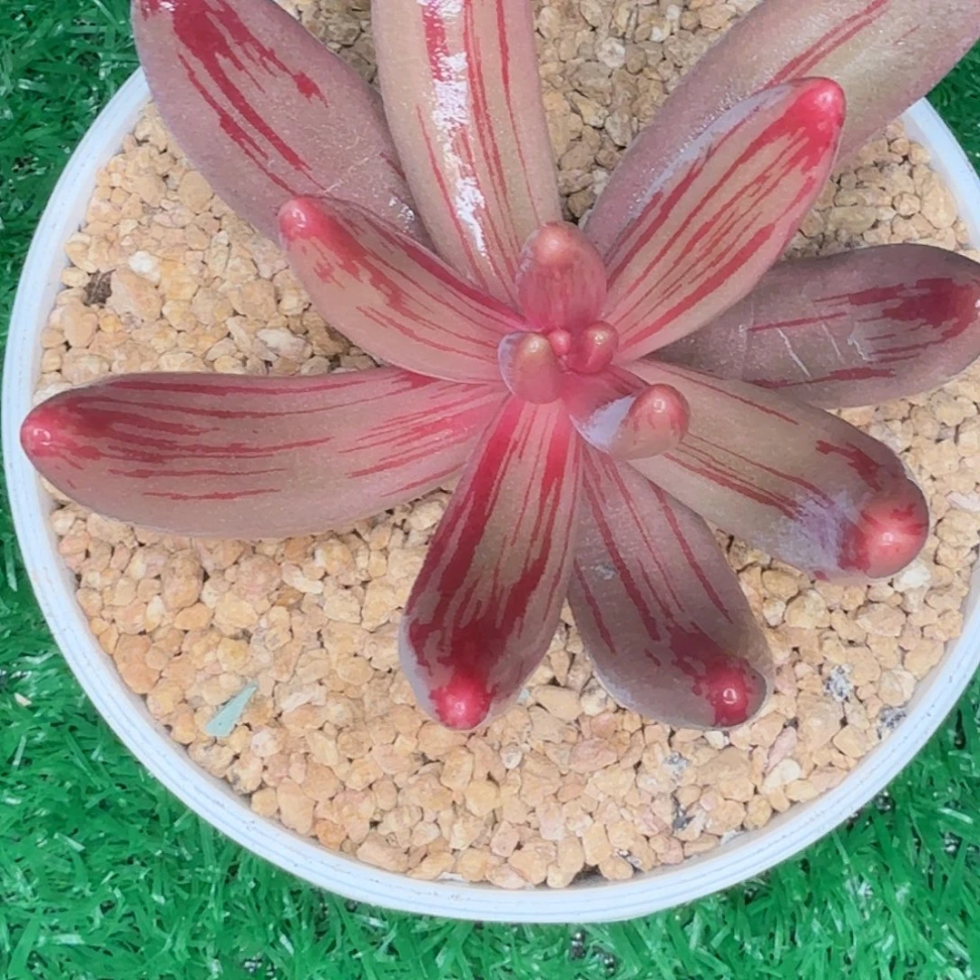 可***了单头红手指多肉植物