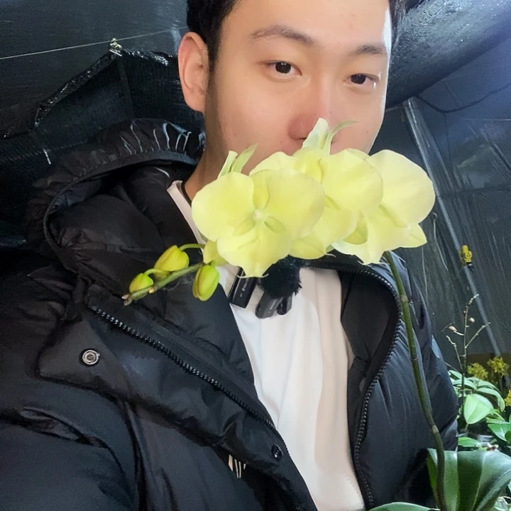 无花朵绿色大唇蝴蝶兰