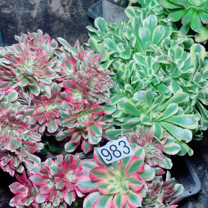 多肉植物组合983