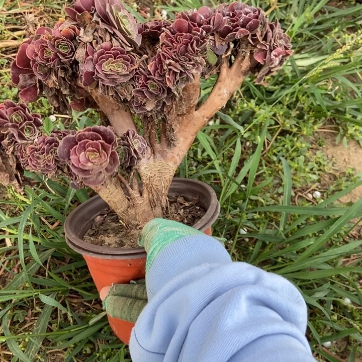 子***鱼B029欧紫缀化老桩老桩
