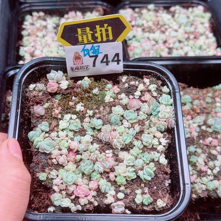 多肉植物多肉植物