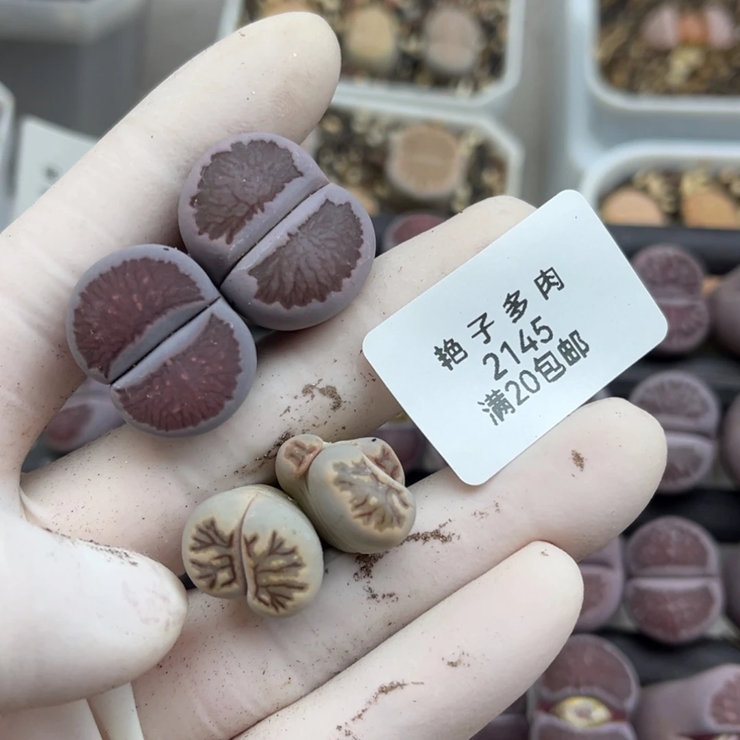 c***2145号一首两颗紫菊发货