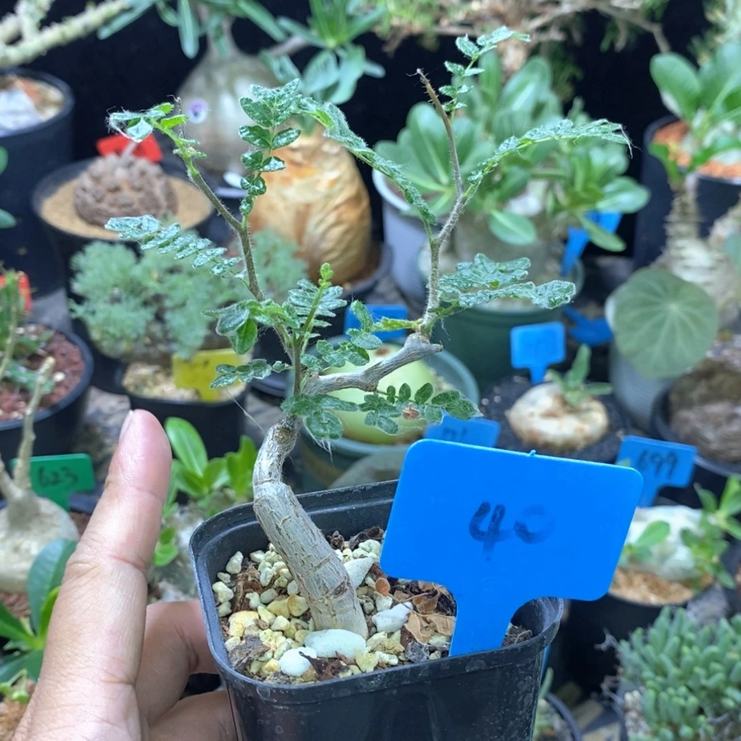 滔天橄榄多肉植物