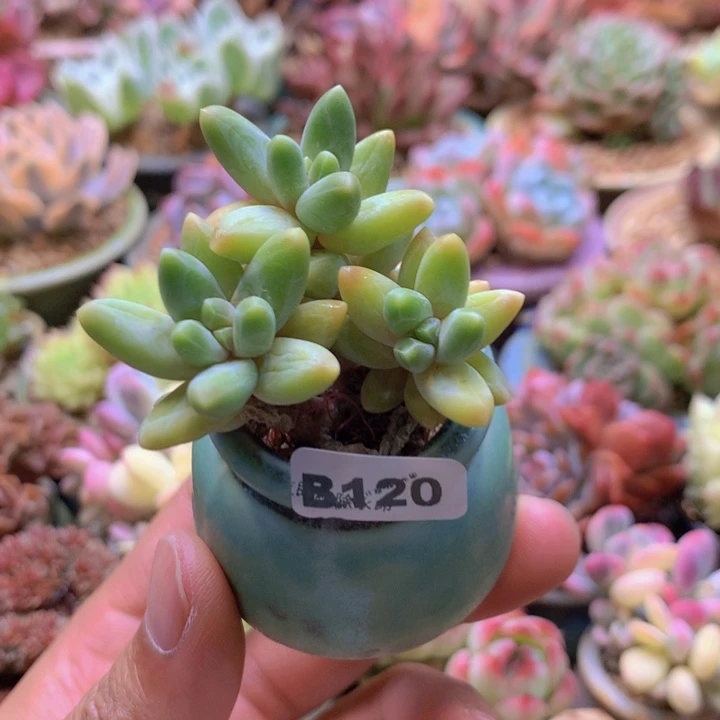 一物一拍含盆土满38包邮B120