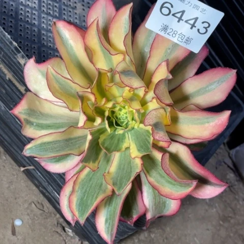 魅影多肉多肉6443