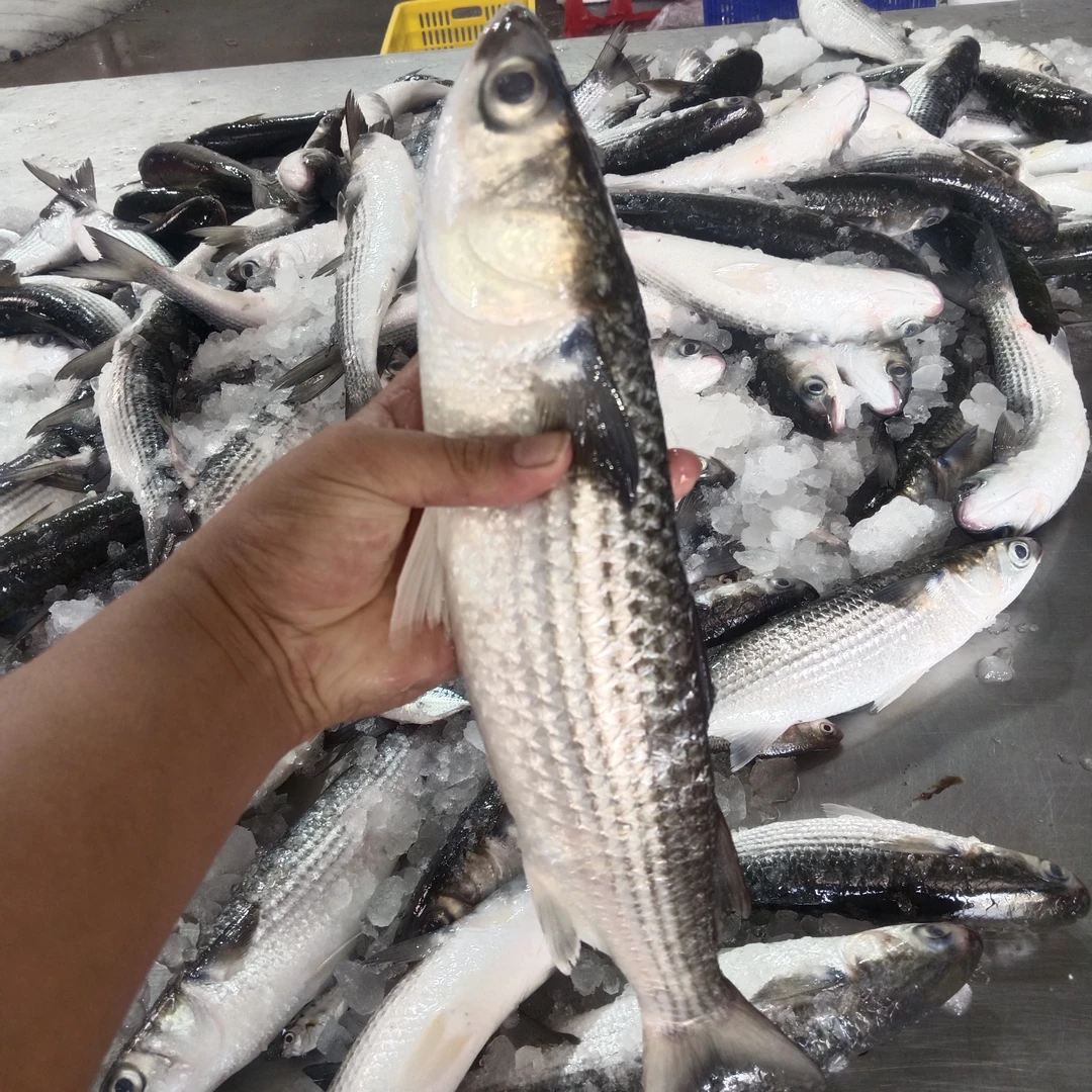 当季肥美湛江本港野生乌头鱼 5斤