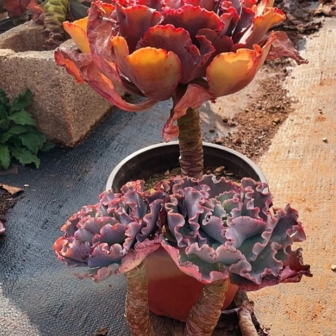 鄄****礼多肉植物双头十单头两棵