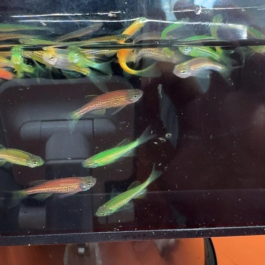 斑马鱼2组包邮1.5-2cm豹纹蝶翼斑马苗子10条