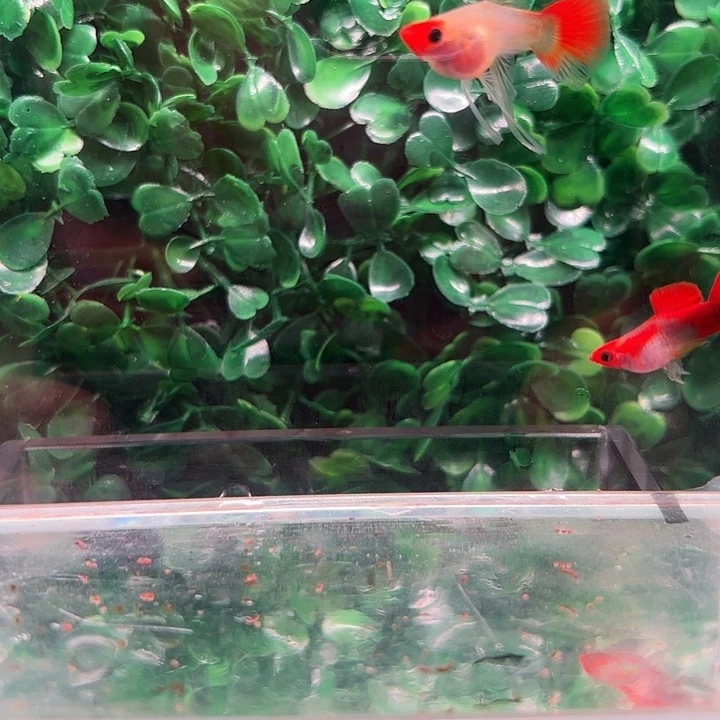 孔雀鱼红头玻璃猫c体1对