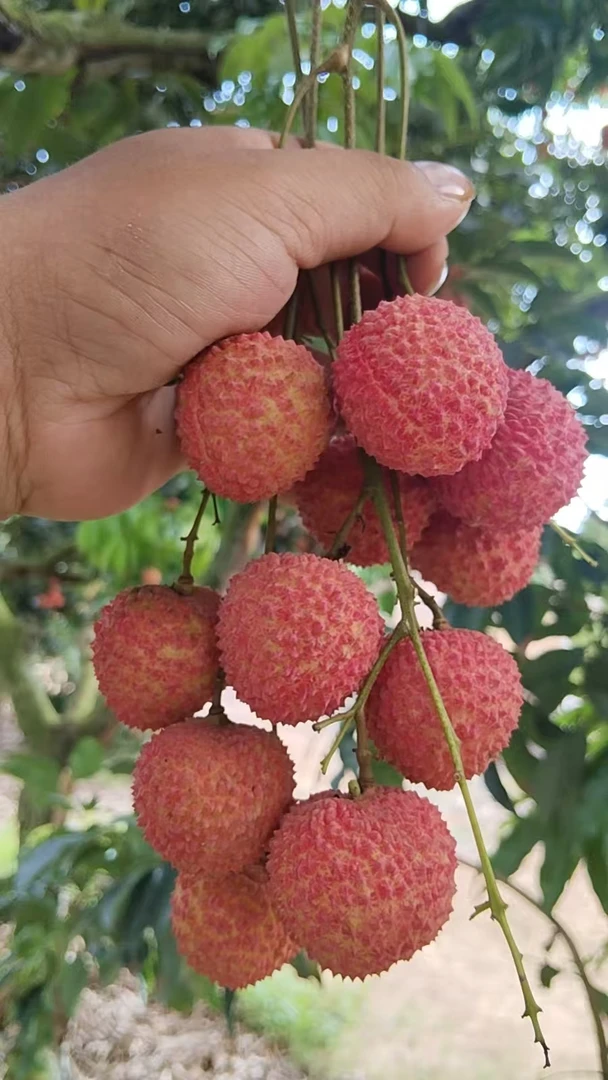 荔枝中的“爱马仕”--桂味荔枝