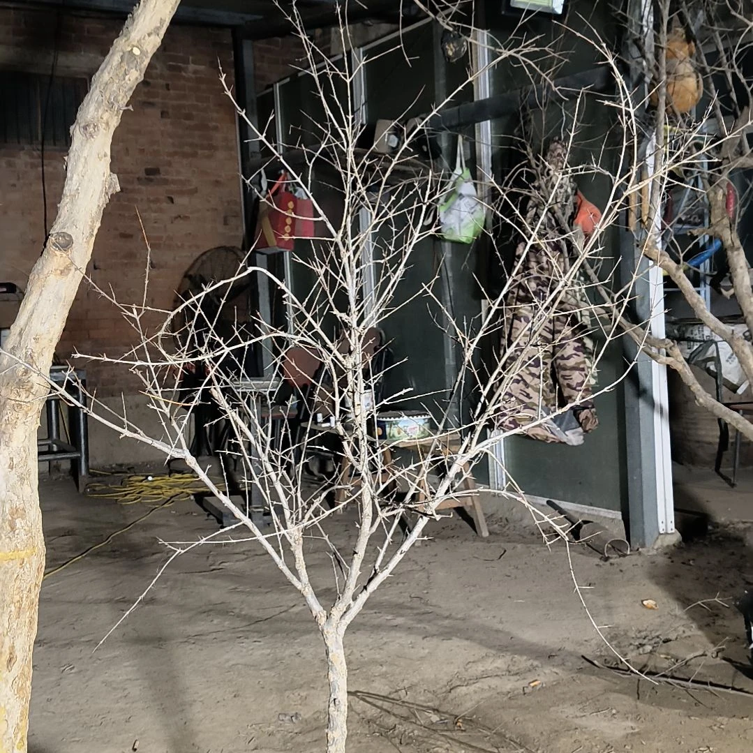 *****石榴树慕乐新品种