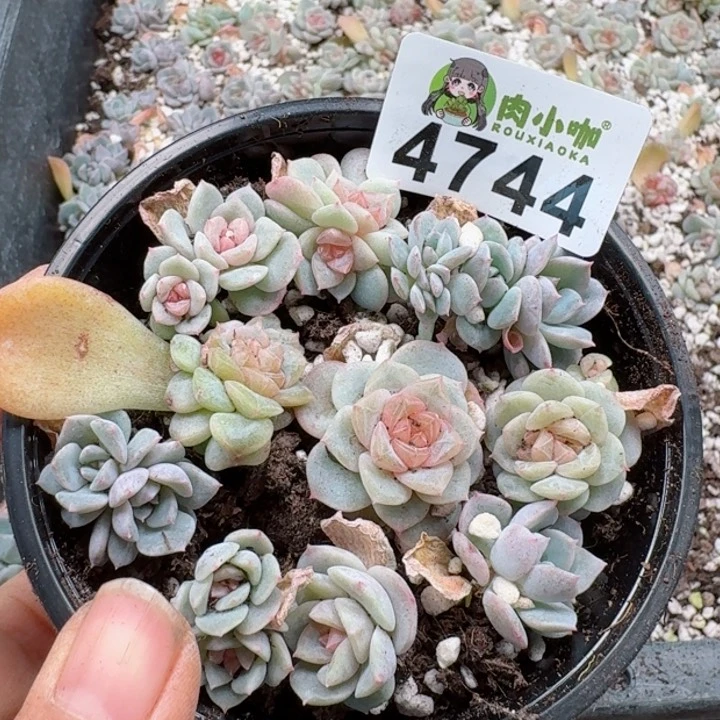 多肉植物多肉植物