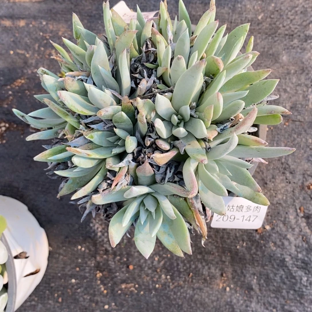 247号苹果叶小可爱