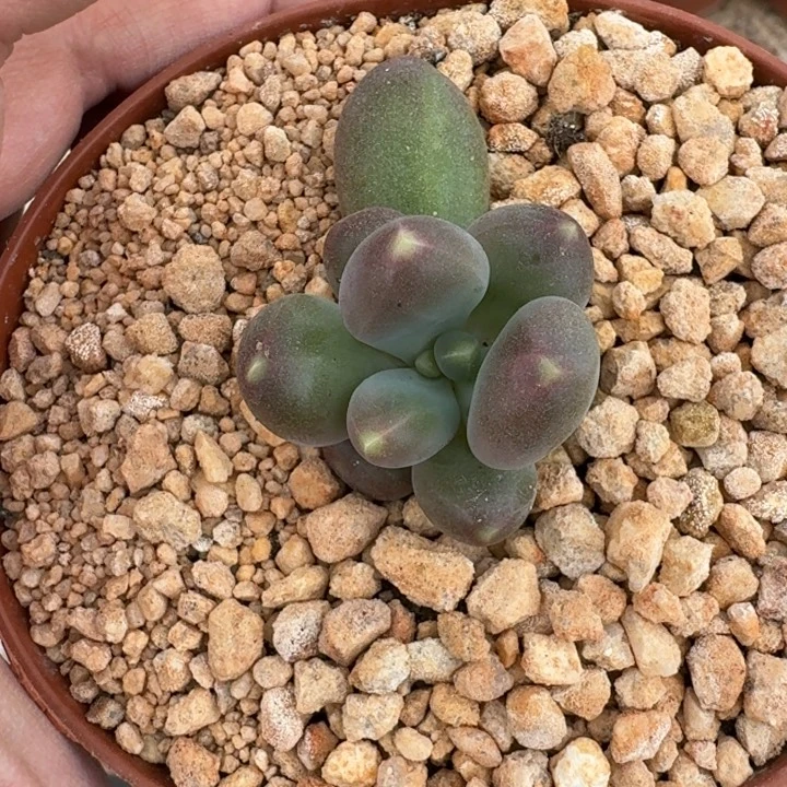 芭比亚 单头 一物一拍