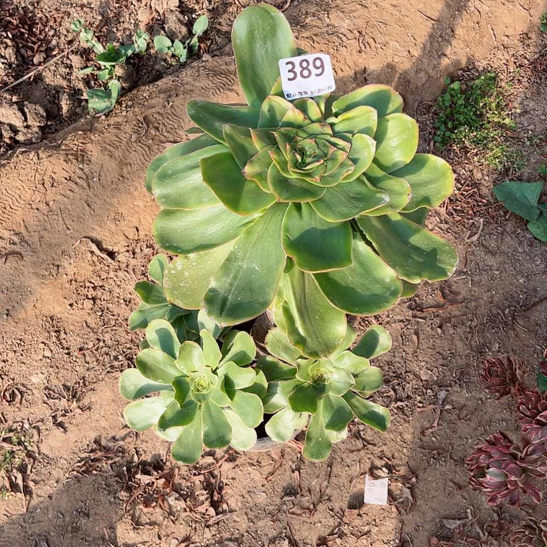 无花朵潇**生多肉植物389