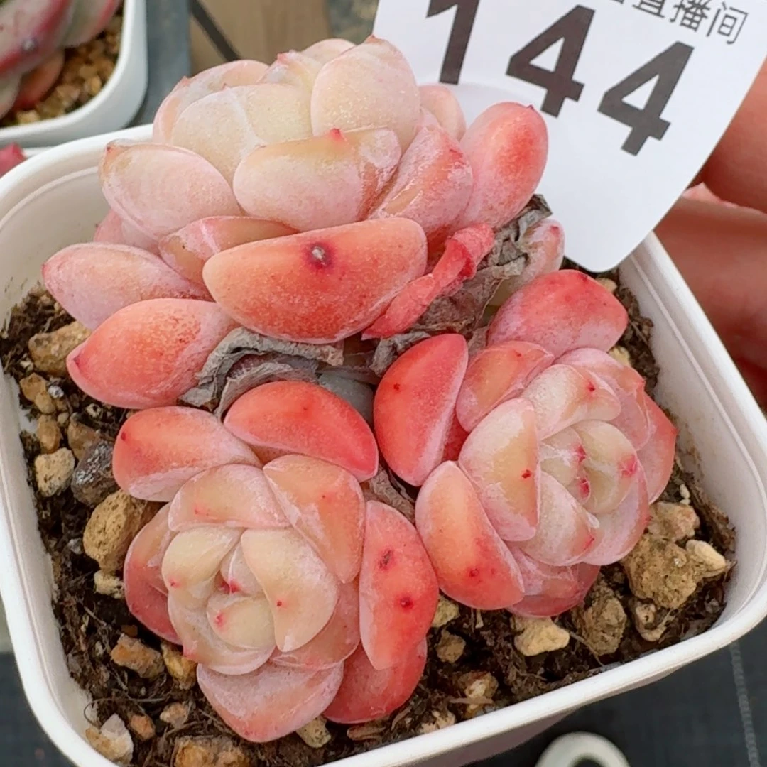 刚毅群生         精品多肉