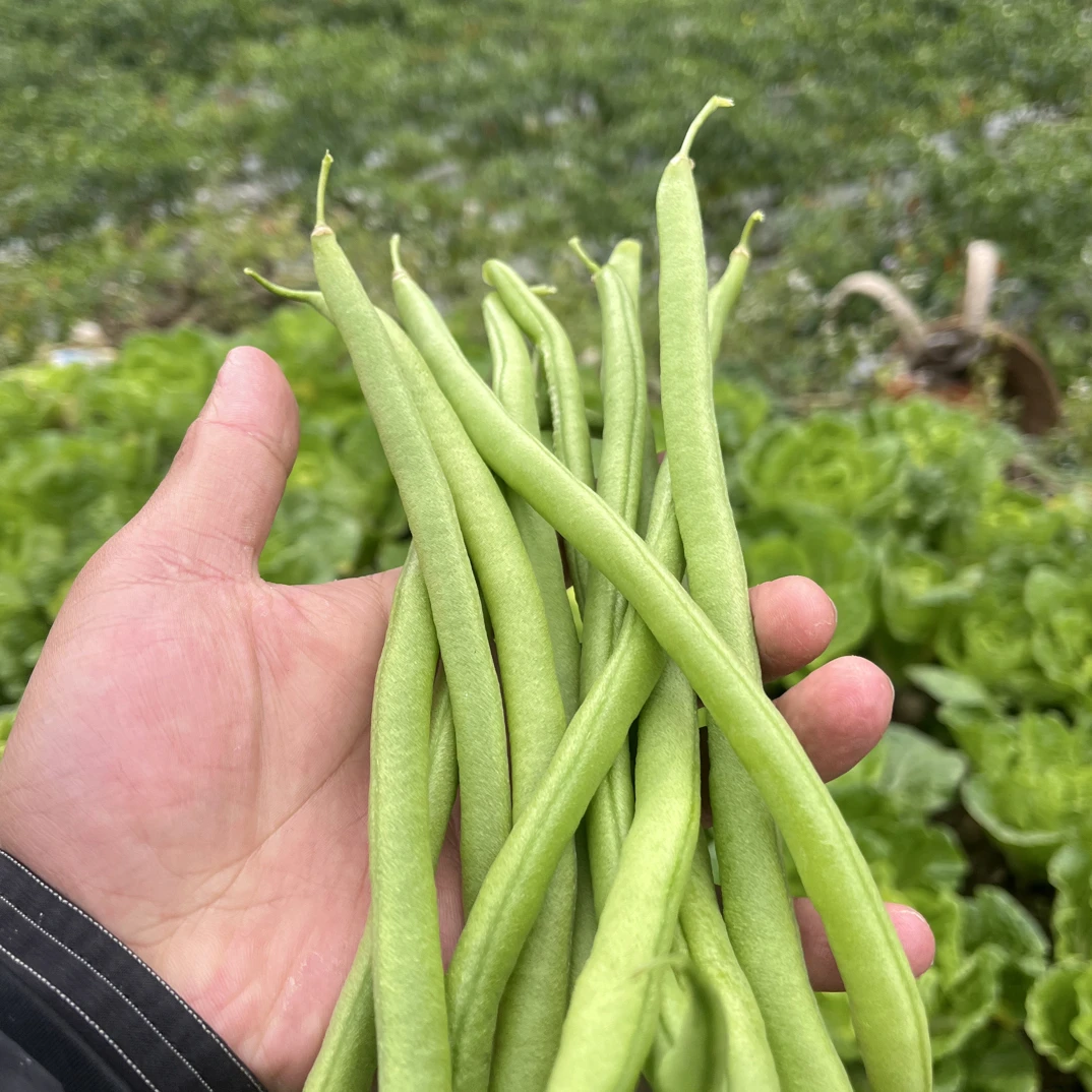 贵州露天高山现摘新鲜四季豆当季时令蔬菜无茎豆