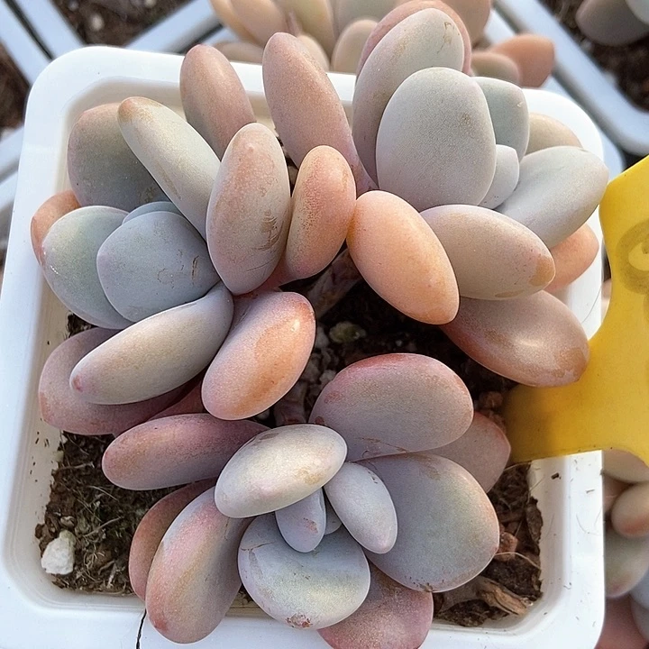 多肉植物6089多肉