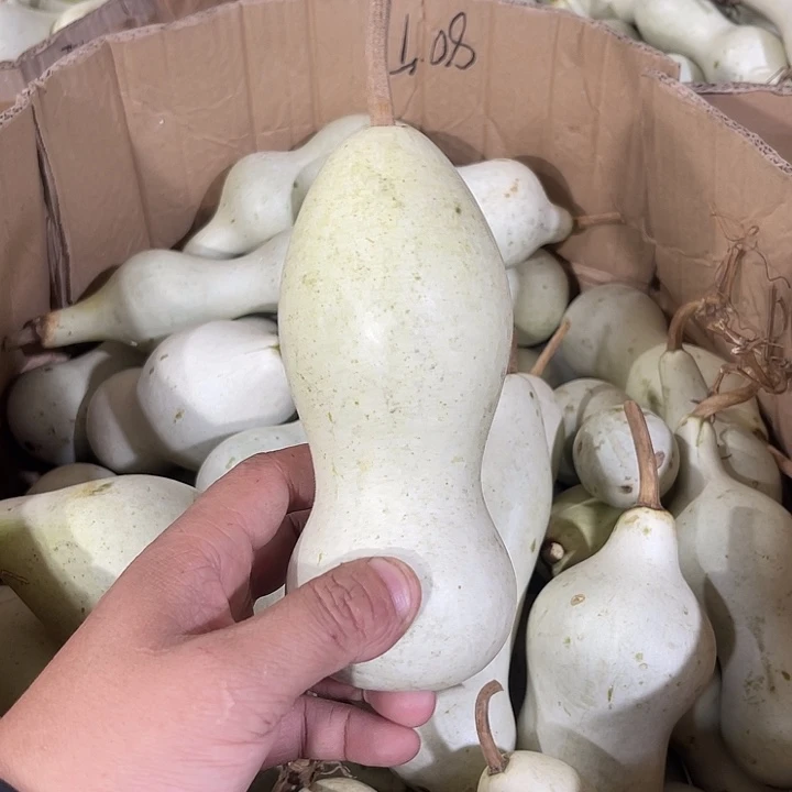 大果紫檀（缅甸花梨）味*同