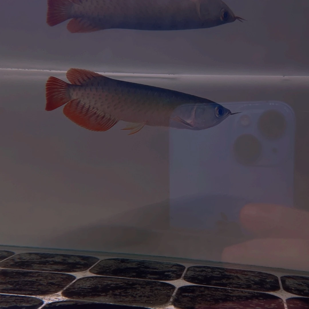 印尼纯血通红龙芯片证书齐全