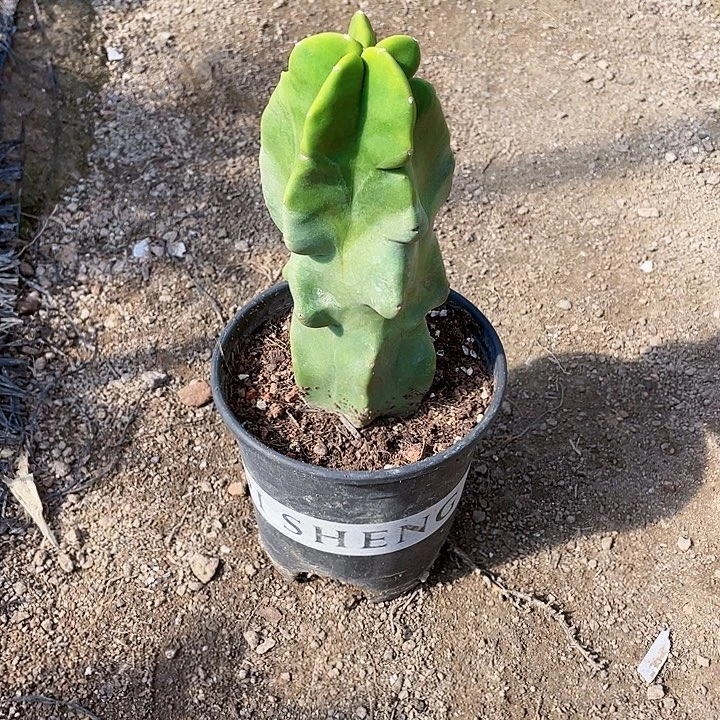 m***u完全开放上帝阁裸根发货