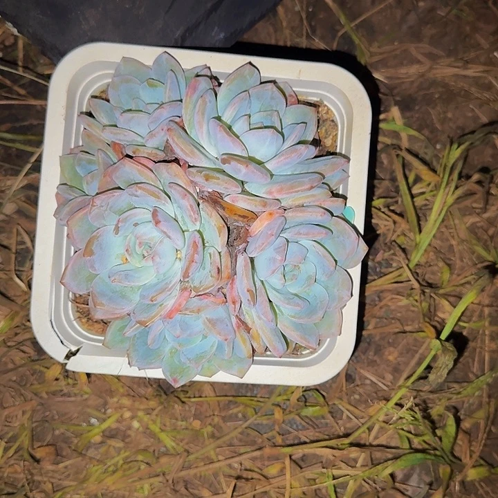 徐***妹橙梦露 一颗 不包损34号