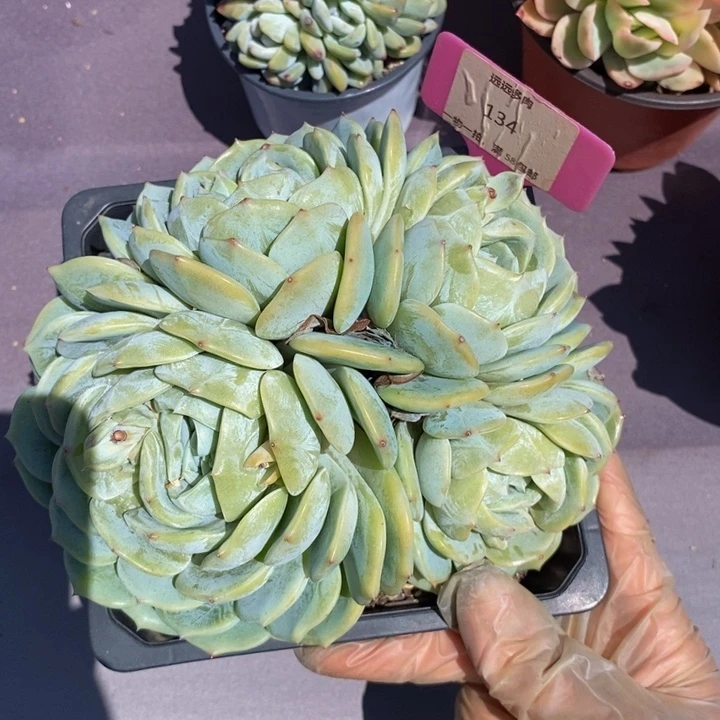 134劳林肉肉肉肉肉肉