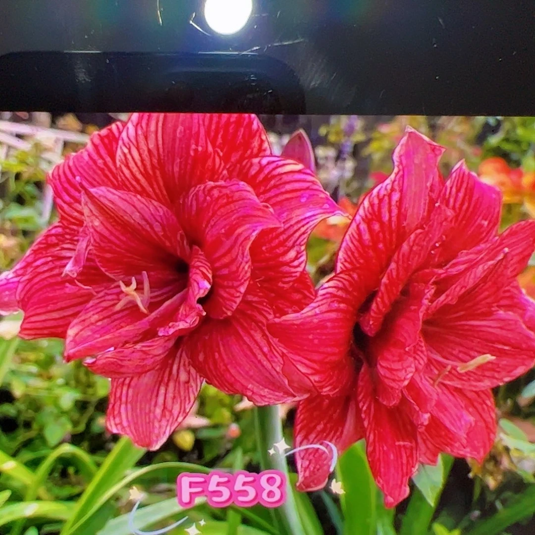 朱顶红新品558 残次 1号