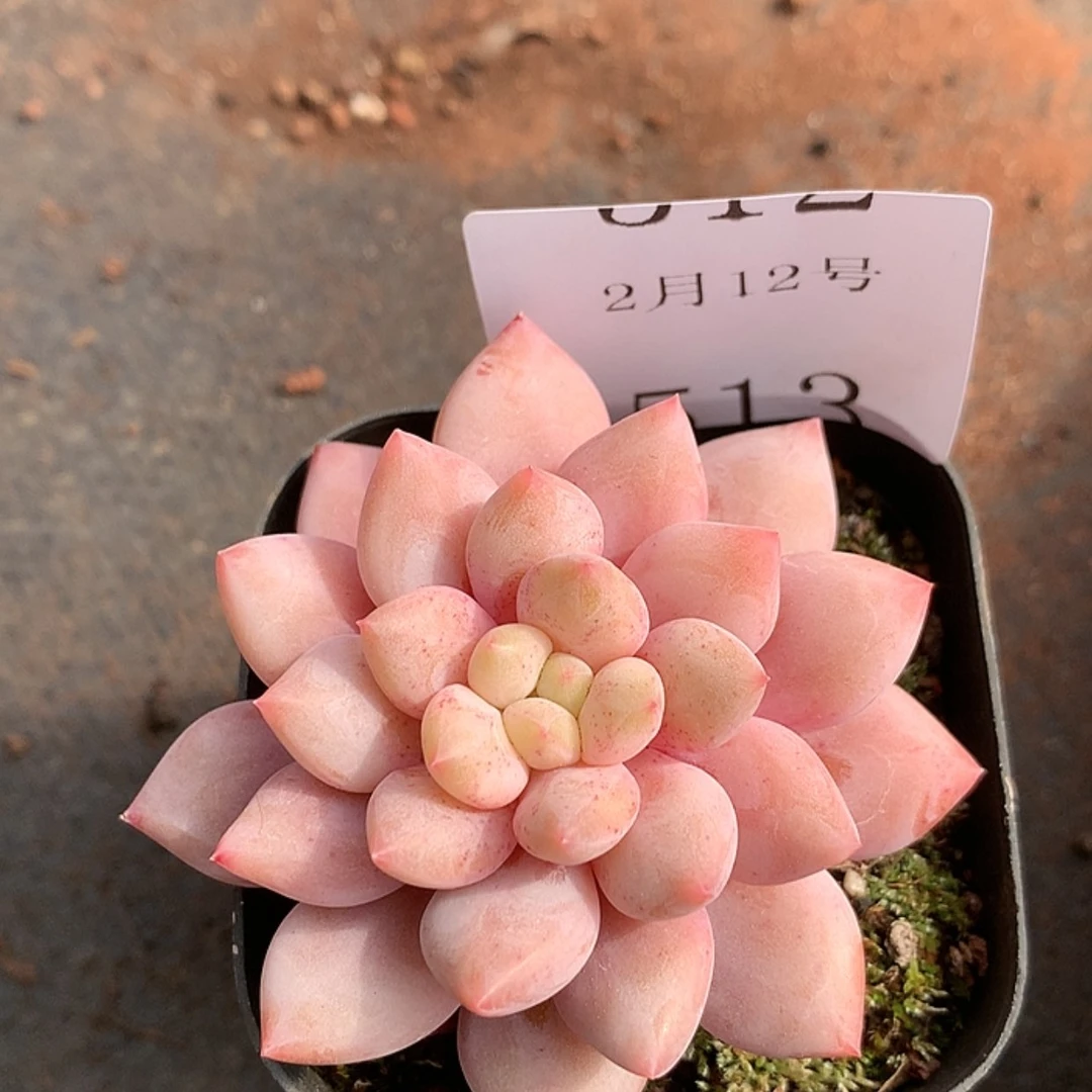 【闪购商品】云513