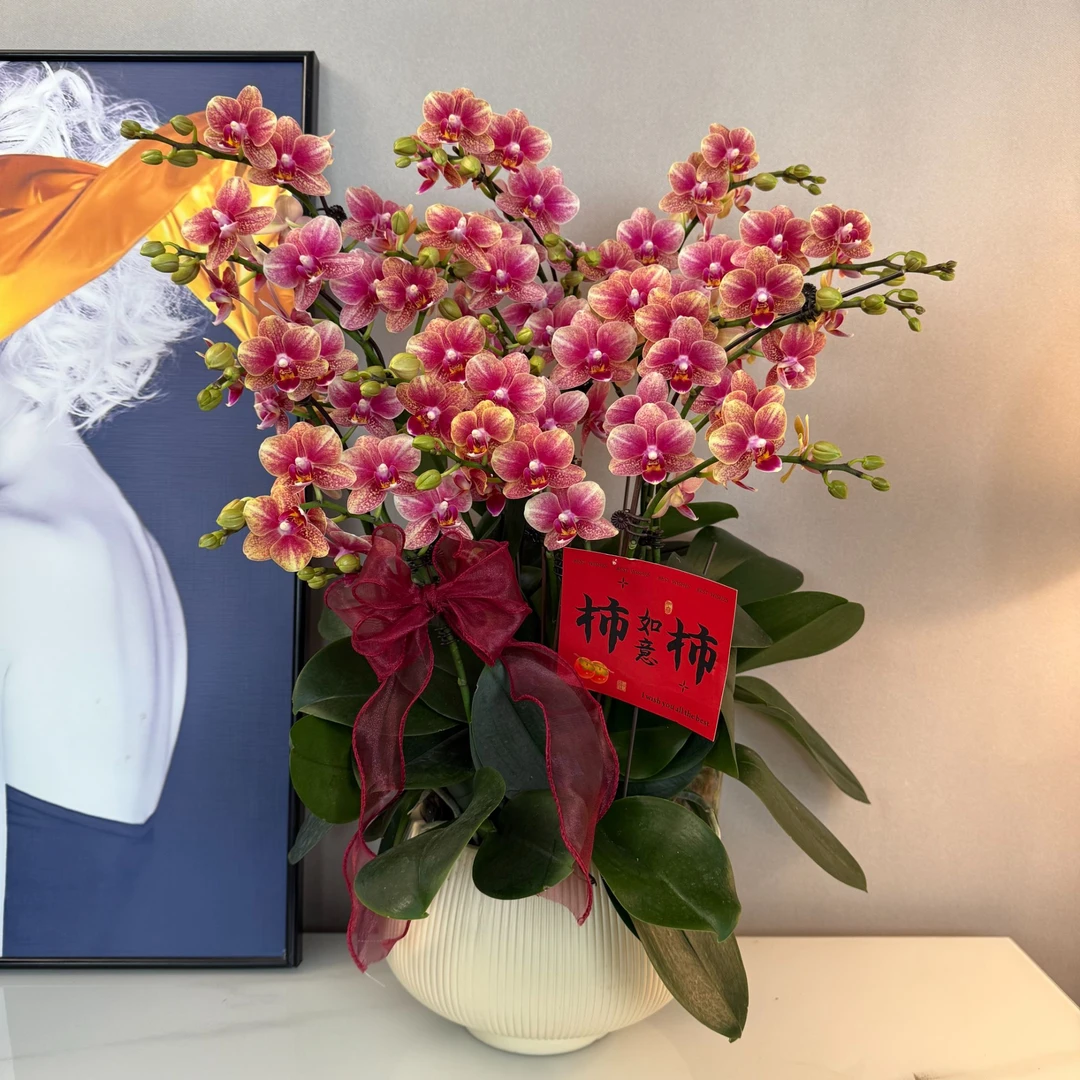 蝴蝶兰【金蝶】年宵花爆款烟火色丰花 绿植盆栽 室内摆放 基地直发