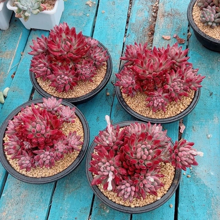 精品多肉植物老桩随机发一棵虞美人