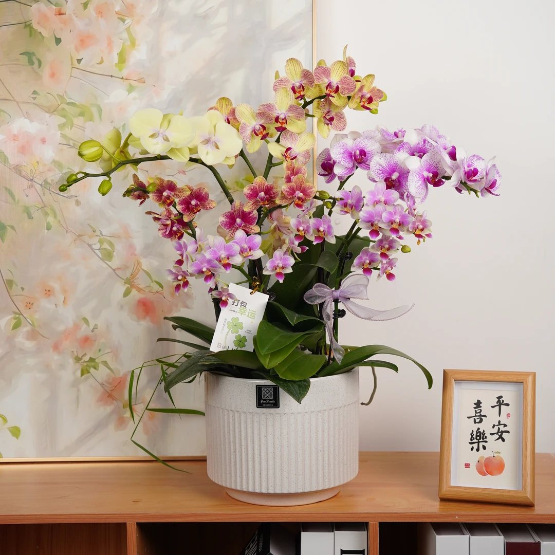 【繁花似锦】绿色蝴蝶兰 开花株 室内绿植好养活  部分花微瑕