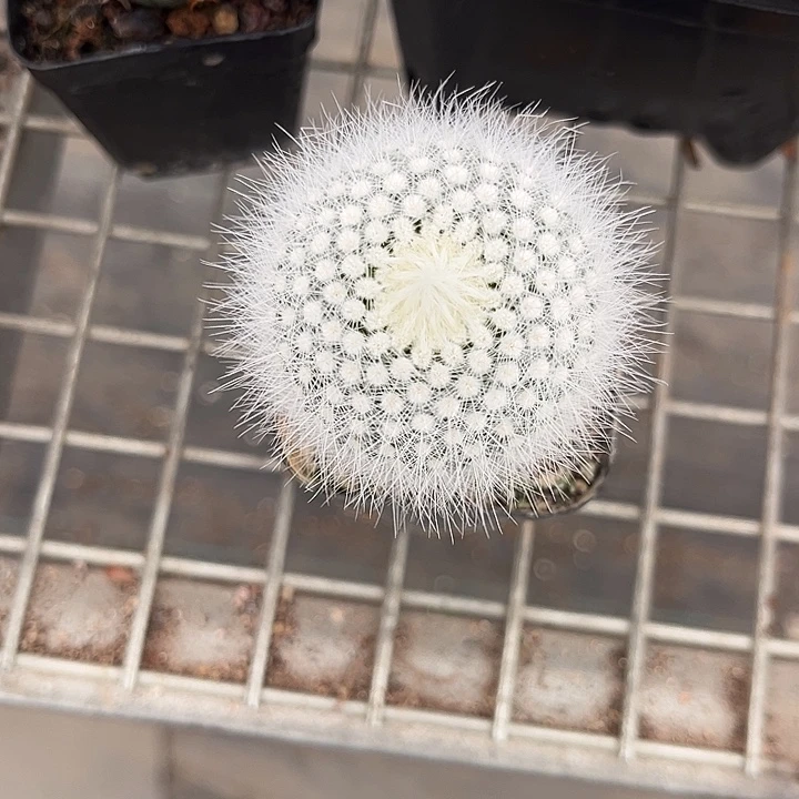 我也不知道我为什么要这样