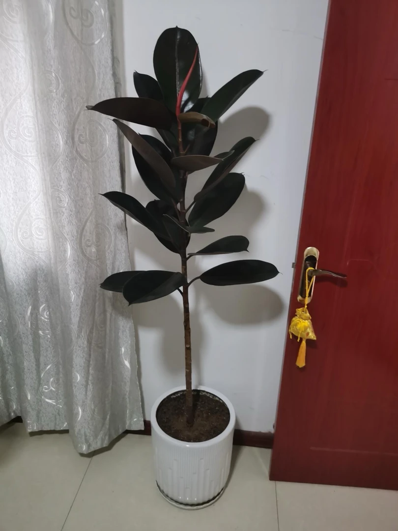 黑金刚狗尾巴草橡皮树盆栽室内落地客厅绿植四季长青净化空气高档