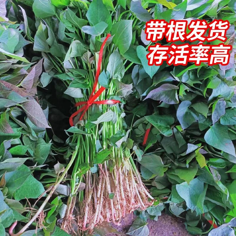 脱毒蜜薯苗简单种植高淀粉红薯种苗