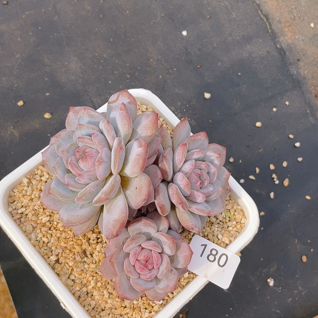 180。玉芙蓉。