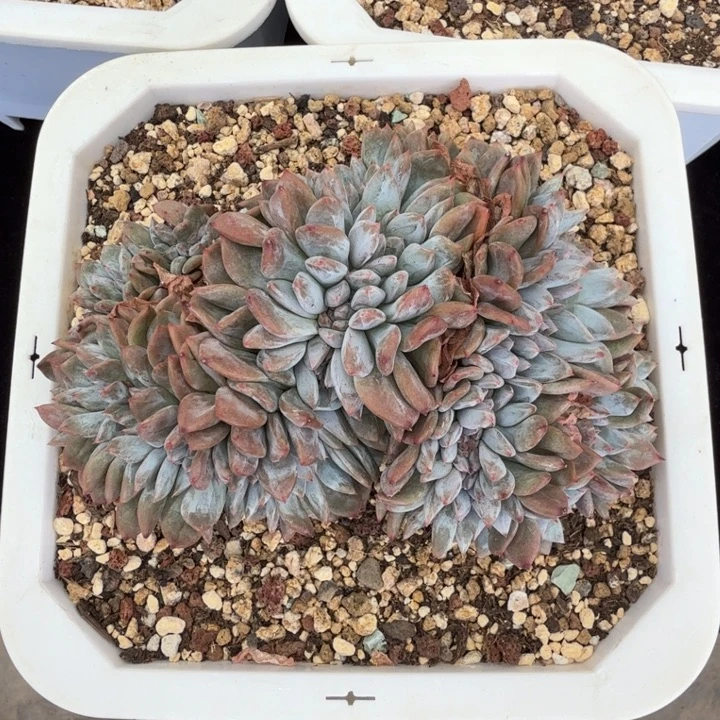 15厘米左右一物一拍的的