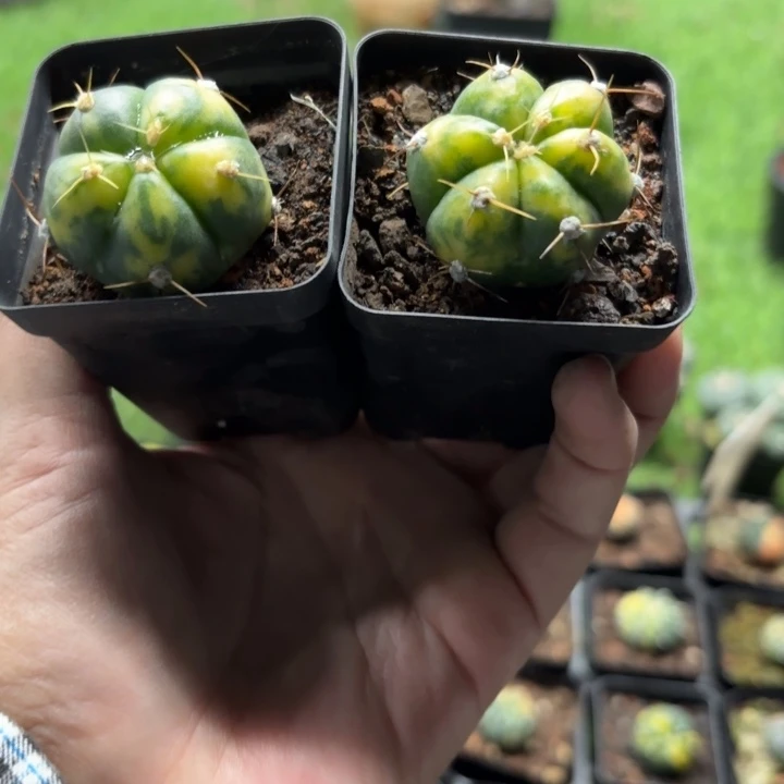 二个福利款圣王锦好养