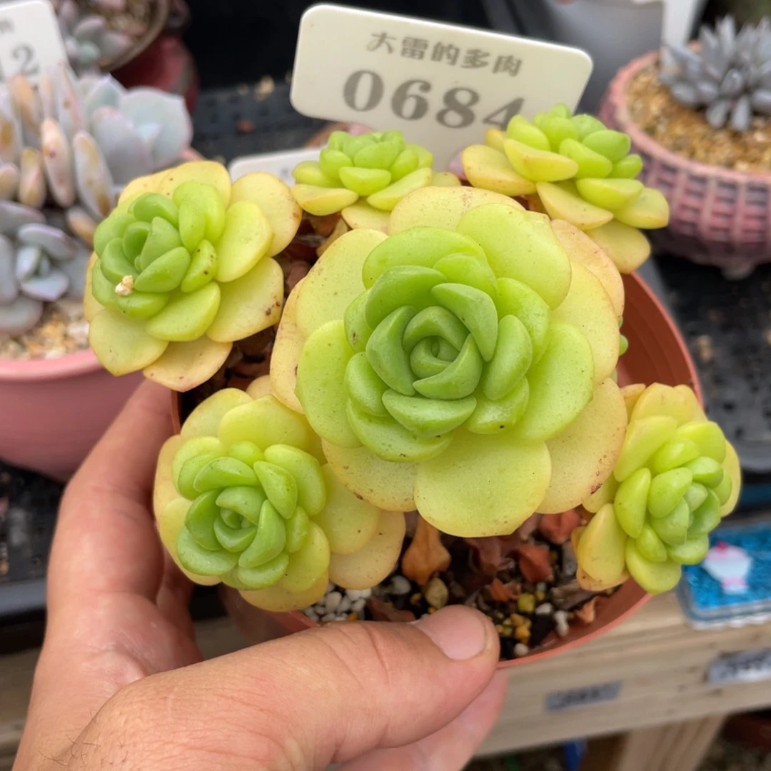 0684百合丽丽不带盆13厘米