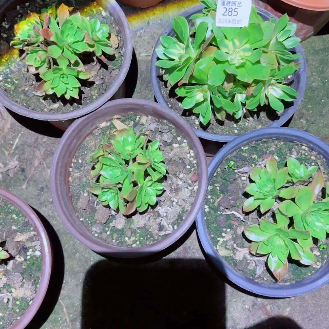 荷花法师多肉285号